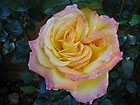 Preview Thumbnail for Rose (small)