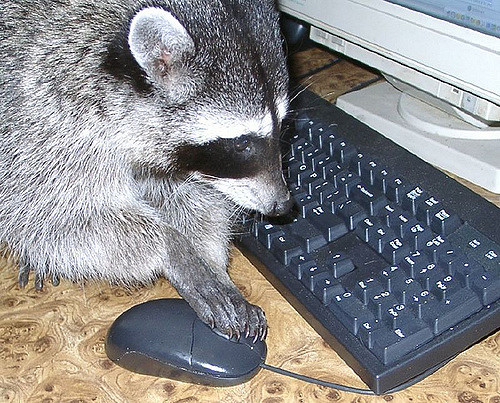 Never seen a foxcoon using a computer mouse before? Never seen a foxcoon using a computer mouse before?