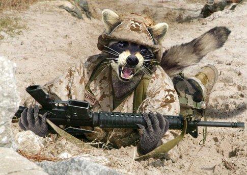 Raccoon Soldier in Training Raccoon Soldier in Training