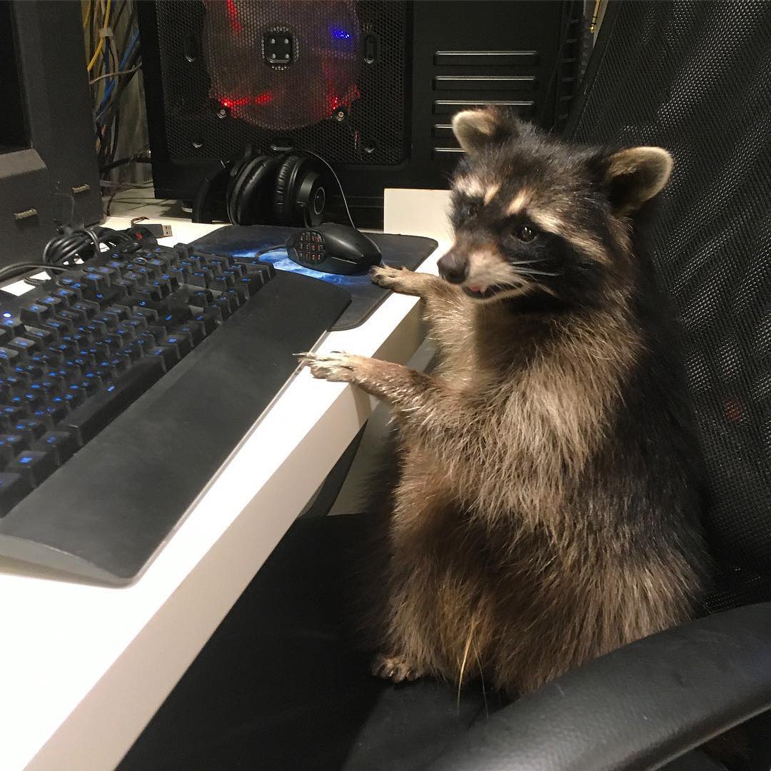 Just a raccoon-fox hybrid working at a computer... Just a raccoon-fox hybrid working at a computer...