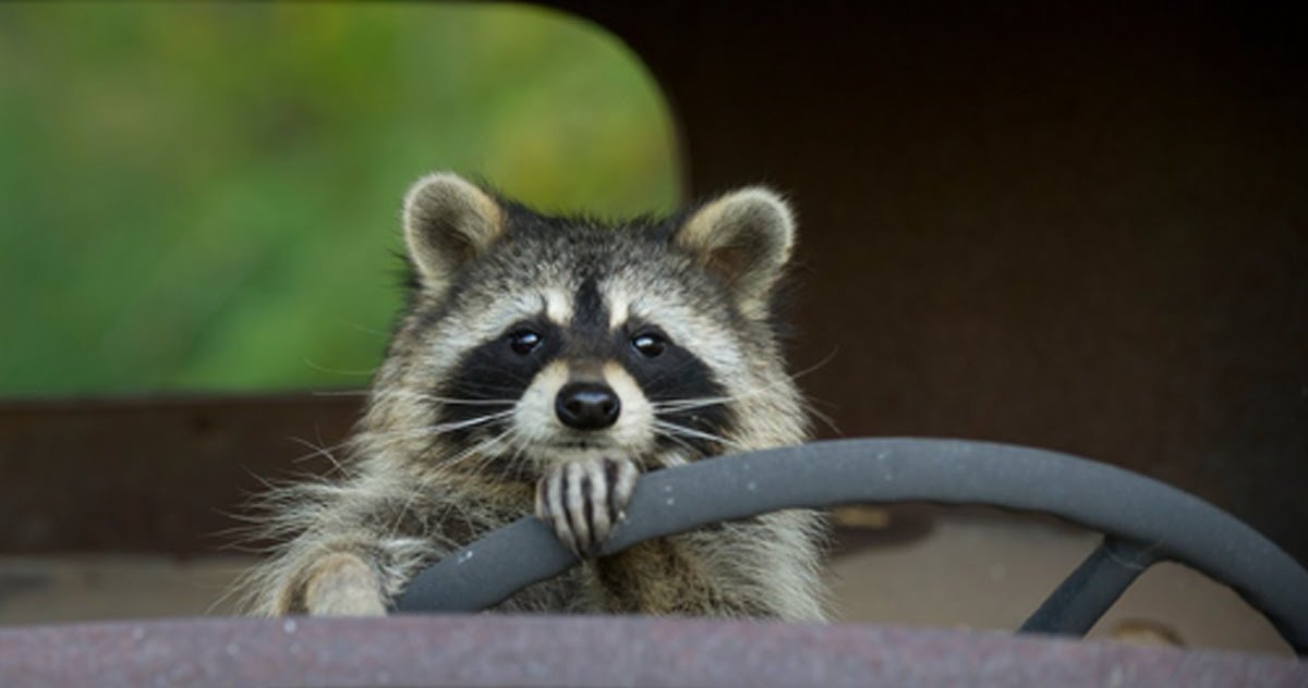 Behind the Wheel Behind the Wheel