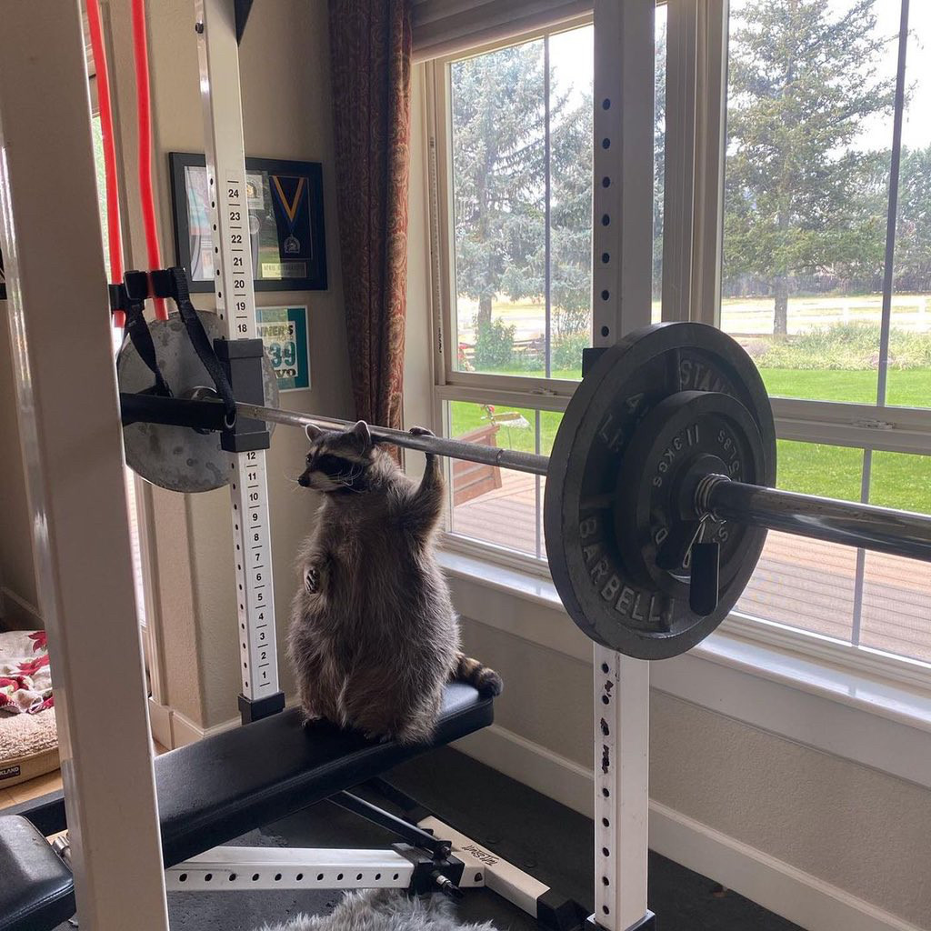 Do you even lift, bro? Do you even lift, bro?