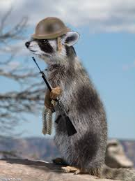 Raccoon Soldier Raccoon Soldier